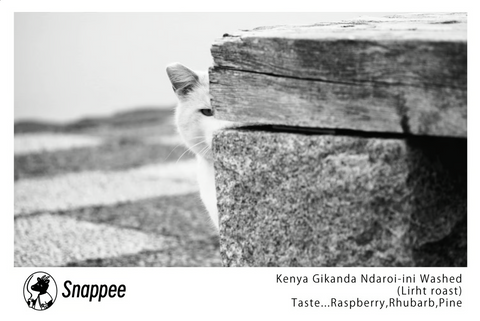 Snappee Coffee Roaster / ケニア ンダロイニ ウォッシュ Light roast 浅煎り