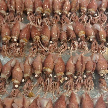 Aglio olio e peperoncino con Calamari Lucciola　　ホタルイカのアーリオオーリオ・エ・ペペロンチーノ